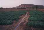 ewery irrigation1